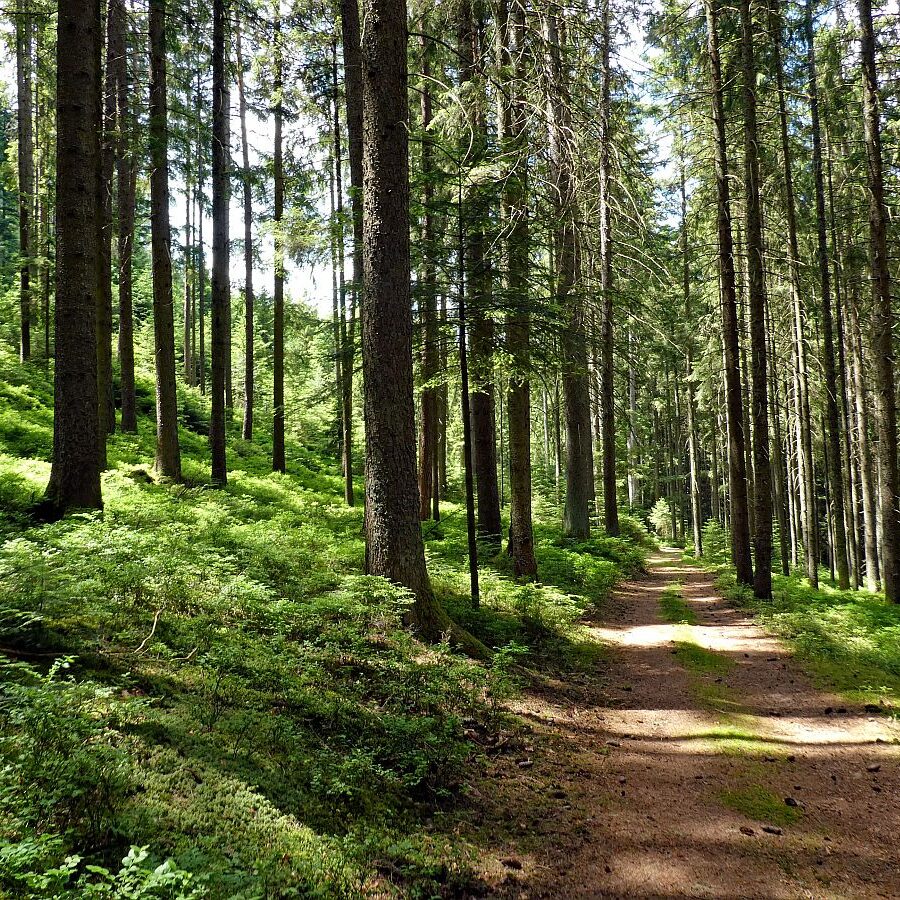 Wanderung durch den Dobel Linde und Gersbach 17