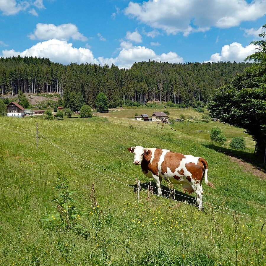 Wanderung durch den Dobel Linde und Gersbach 18