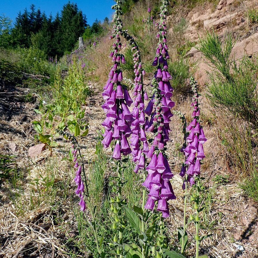Der Fingerhut blüht an der Weierhalde in Tennenbronn 01