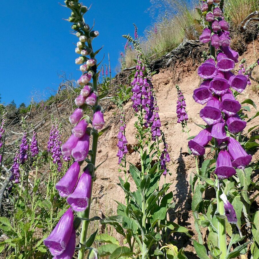 Der Fingerhut blüht an der Weierhalde in Tennenbronn 02