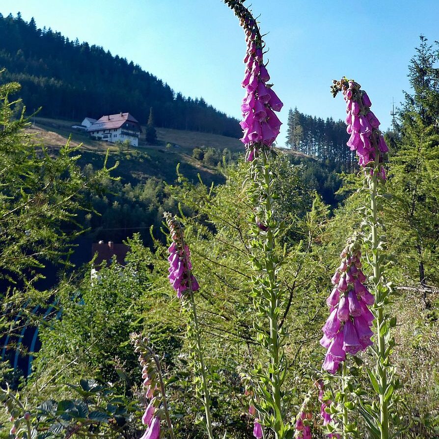 Der Fingerhut blüht an der Weierhalde in Tennenbronn 03