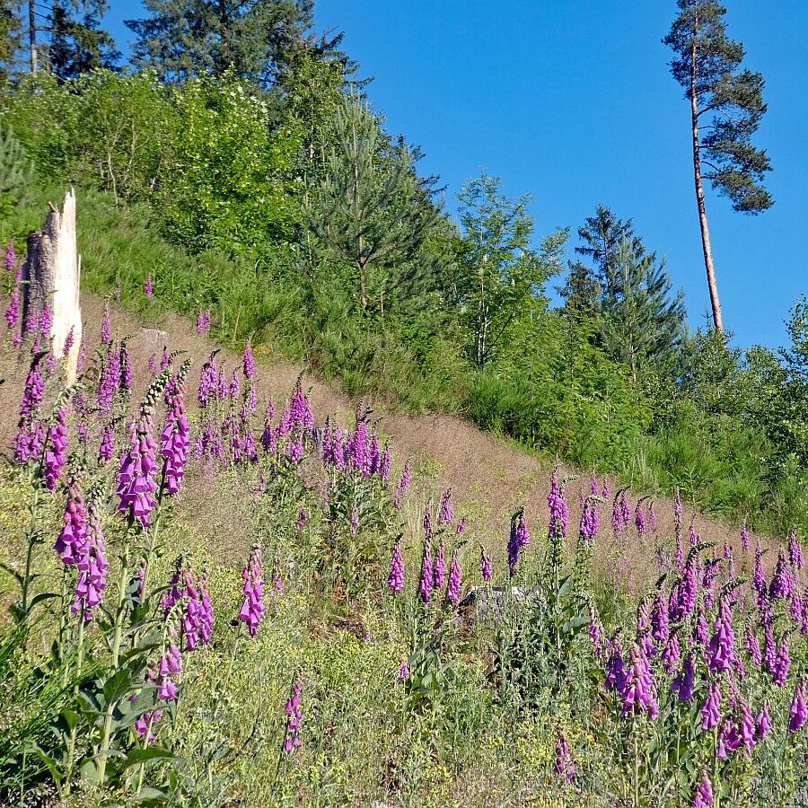 Der Fingerhut blüht an der Weierhalde in Tennenbronn 04
