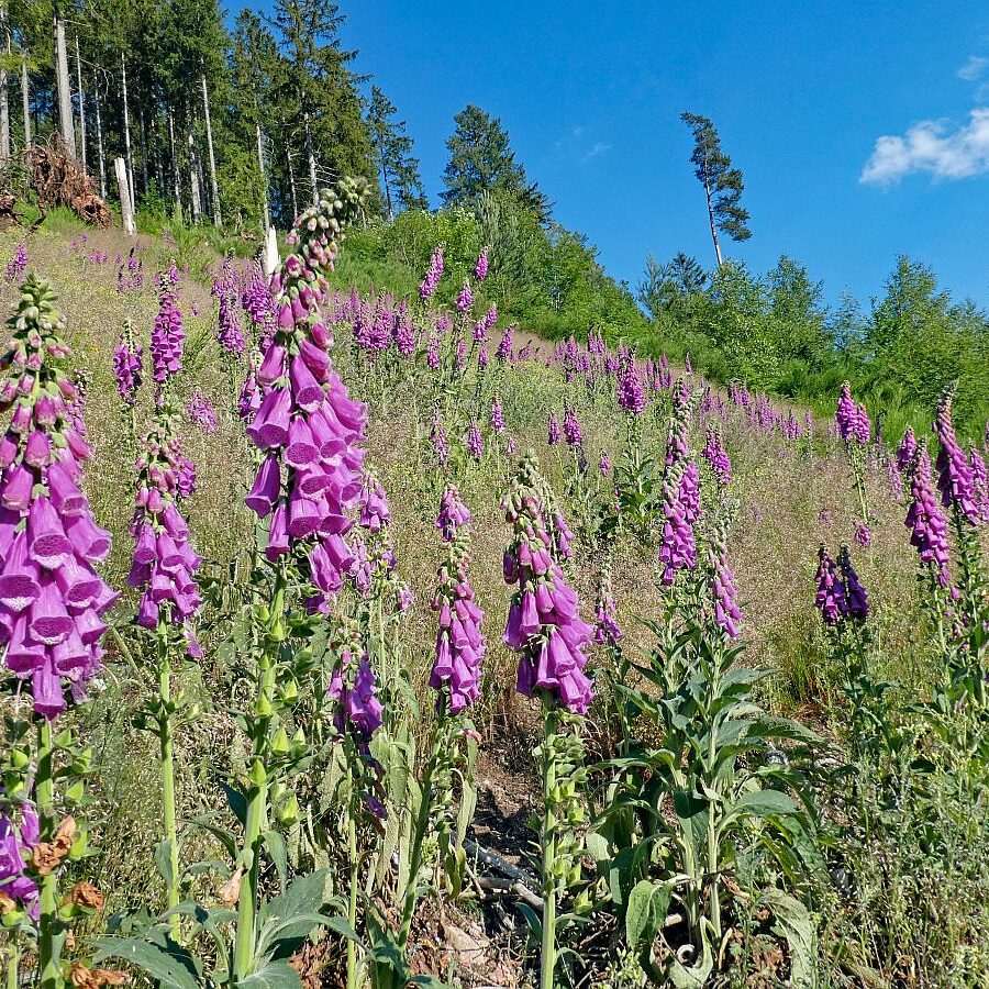 Der Fingerhut blüht an der Weierhalde in Tennenbronn 05