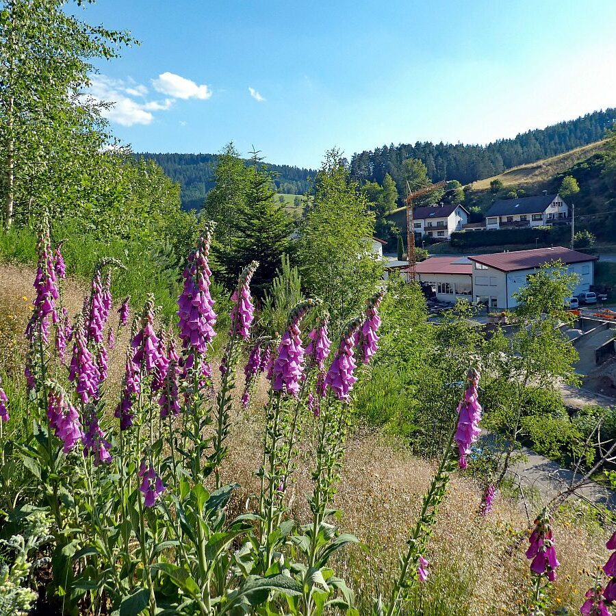 Der Fingerhut blüht an der Weierhalde in Tennenbronn 06