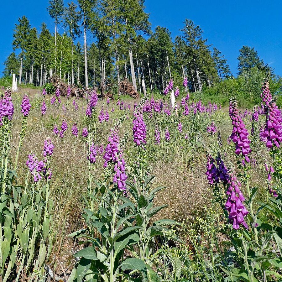 Der Fingerhut blüht an der Weierhalde in Tennenbronn 07