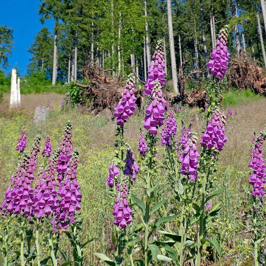 Der Fingerhut blüht an der Weierhalde in Tennenbronn 09