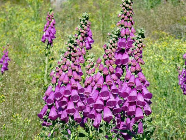 Der Fingerhut blüht an der Weierhalde in Tennenbronn 10