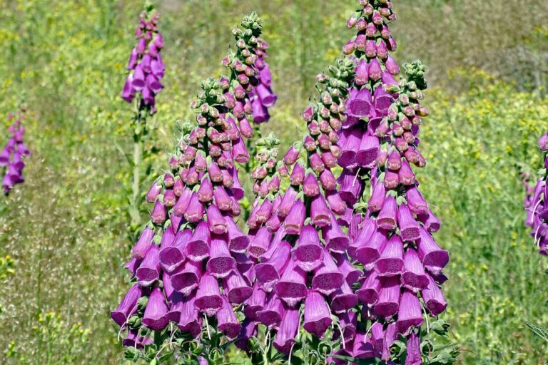 Der Fingerhut blüht an der Weierhalde in Tennenbronn 10