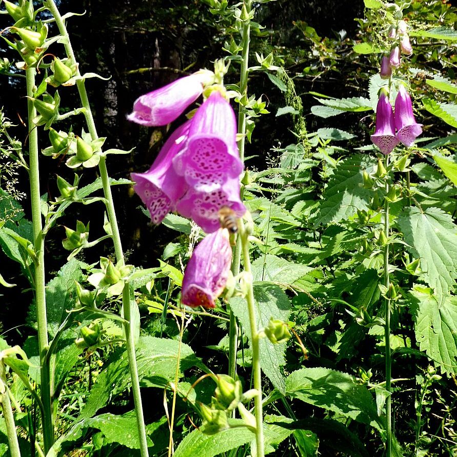 Der Fingerhut blüht an der Weierhalde in Tennenbronn 12