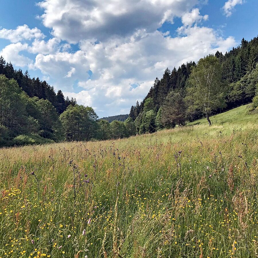 Schmetterlingspfad 08