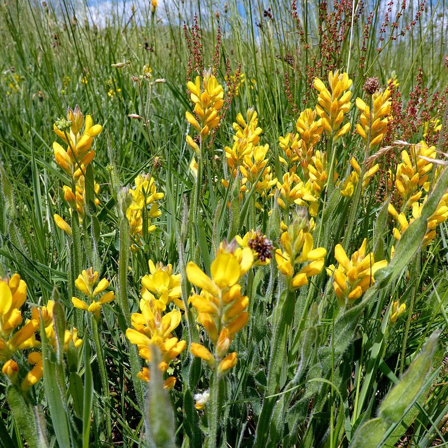 Schmetterlingspfad 14