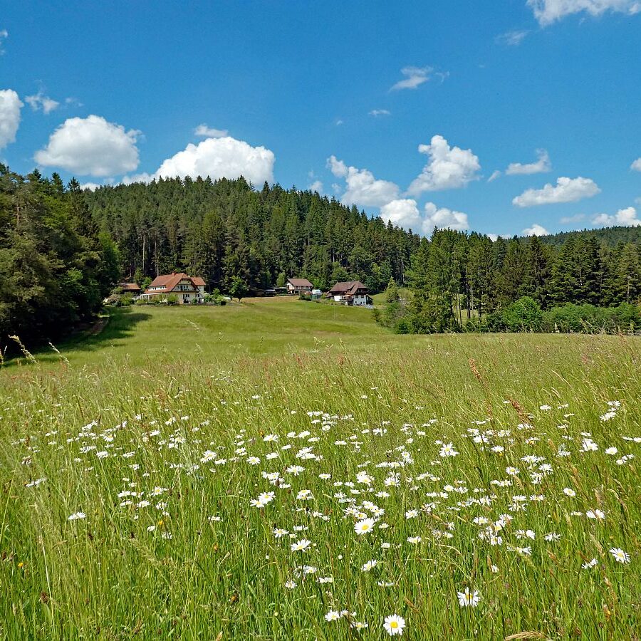 Schmetterlingspfad 17