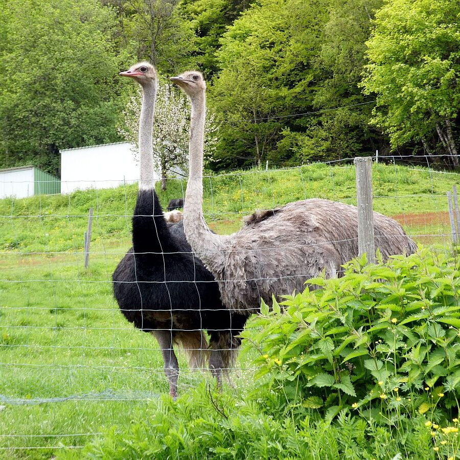 Strausse und Bücher auf dem Trombach 01