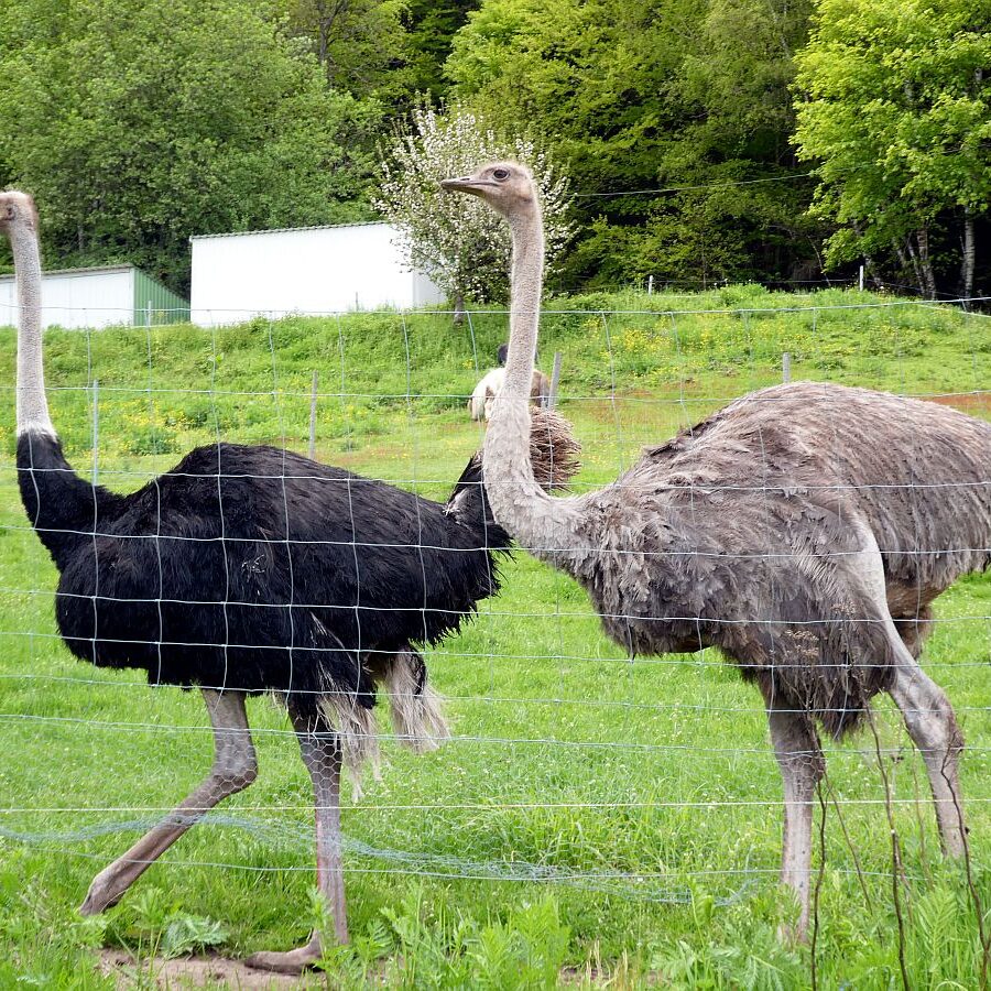 Strausse und Bücher auf dem Trombach 02