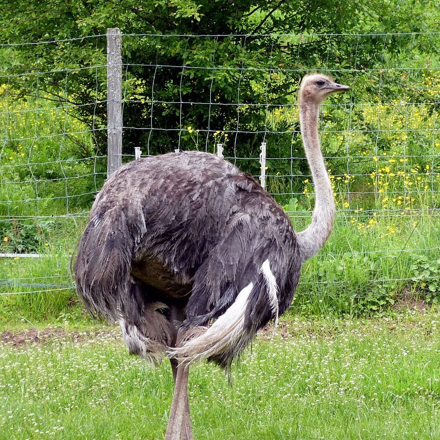 Strausse und Bücher auf dem Trombach 03