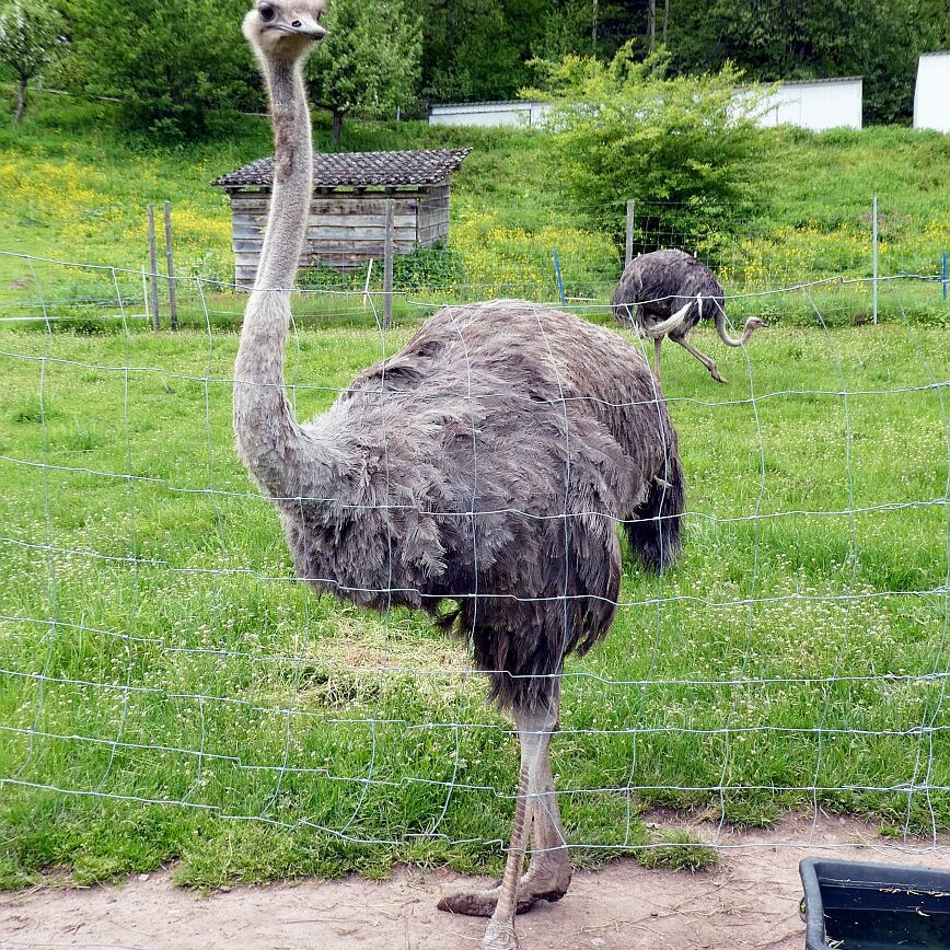 Strausse und Bücher auf dem Trombach 04