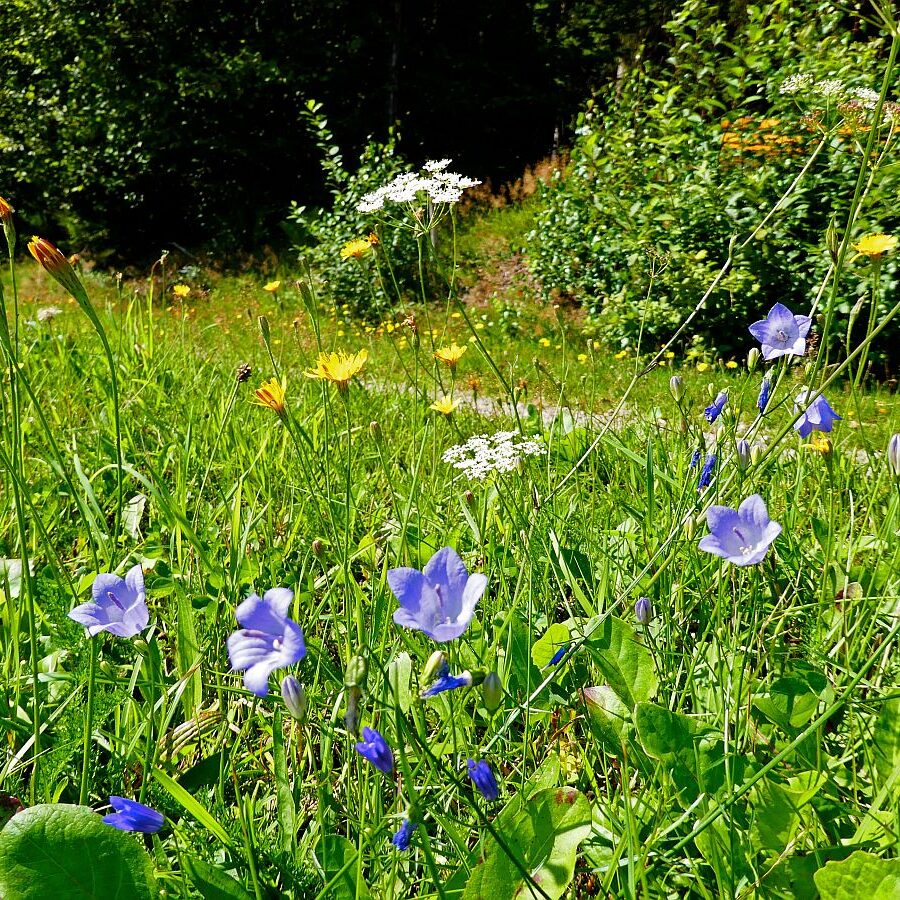 Hub Langenberg Mulp Altenburg 06