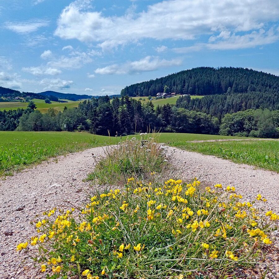 Schützen Kohlwald 07