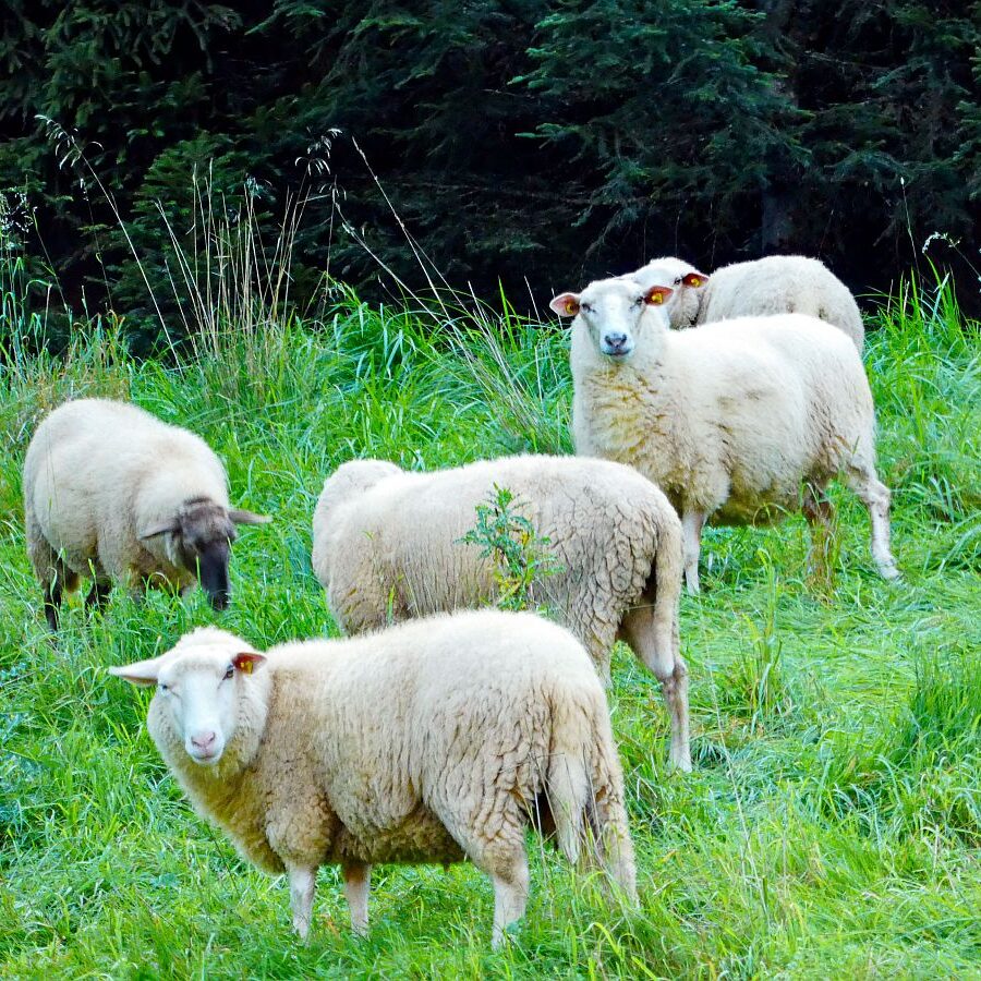 Dorfblichrunde UntermDorf Bühl Remsbach Sommermoos 06