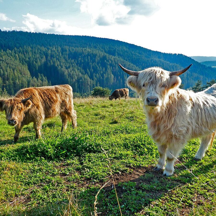Dorfblichrunde UntermDorf Bühl Remsbach Sommermoos 08