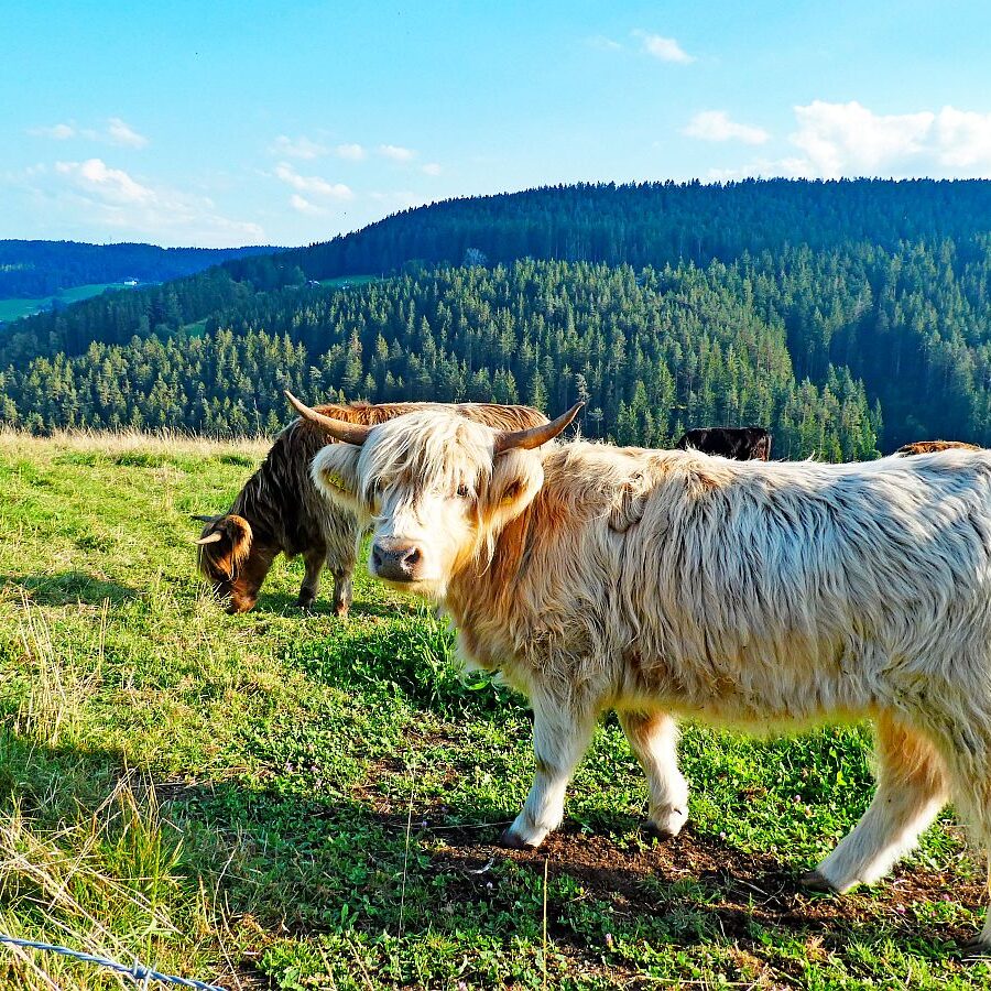 Dorfblichrunde UntermDorf Bühl Remsbach Sommermoos 09
