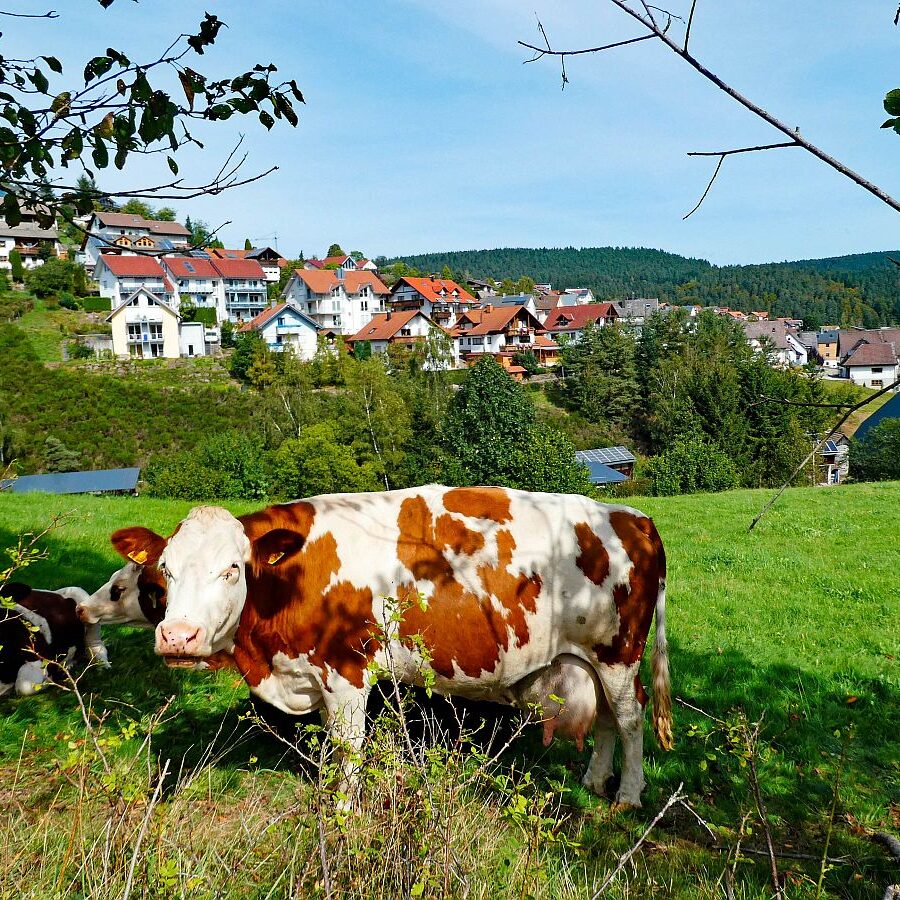 Dorfblickrunde Tennenbronn UntermWald Gersbach AufdemBerg 02