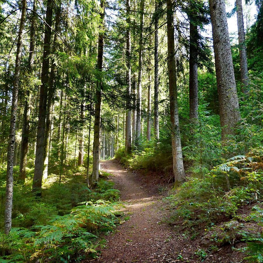 Dorfblickrunde Tennenbronn UntermWald Gersbach AufdemBerg 09