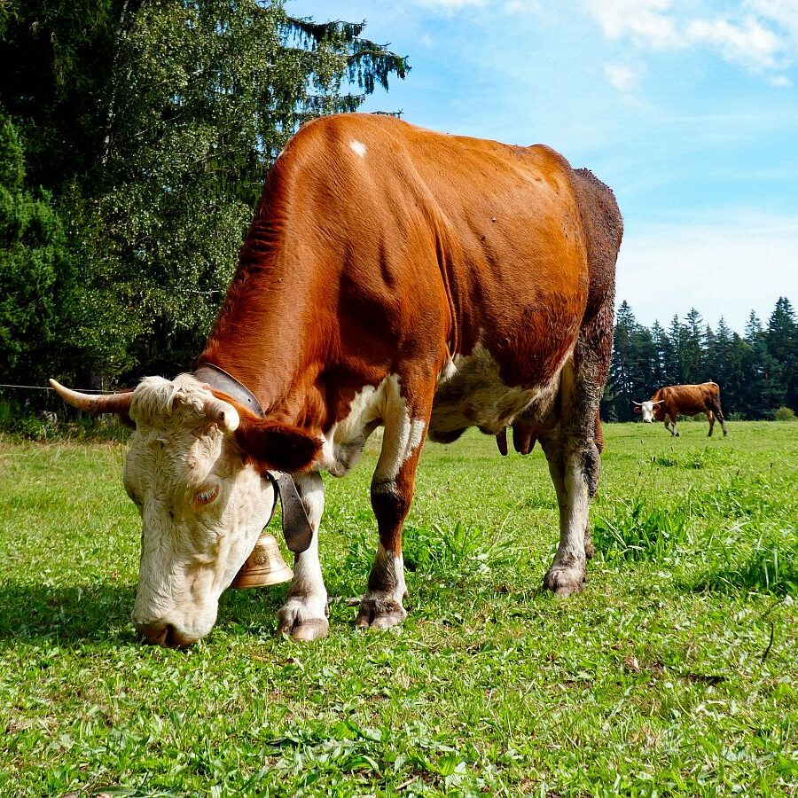 Dorfblickrunde Tennenbronn UntermWald Gersbach AufdemBerg 17
