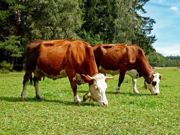 Dorfblickrunde Tennenbronn UntermWald Gersbach AufdemBerg 18