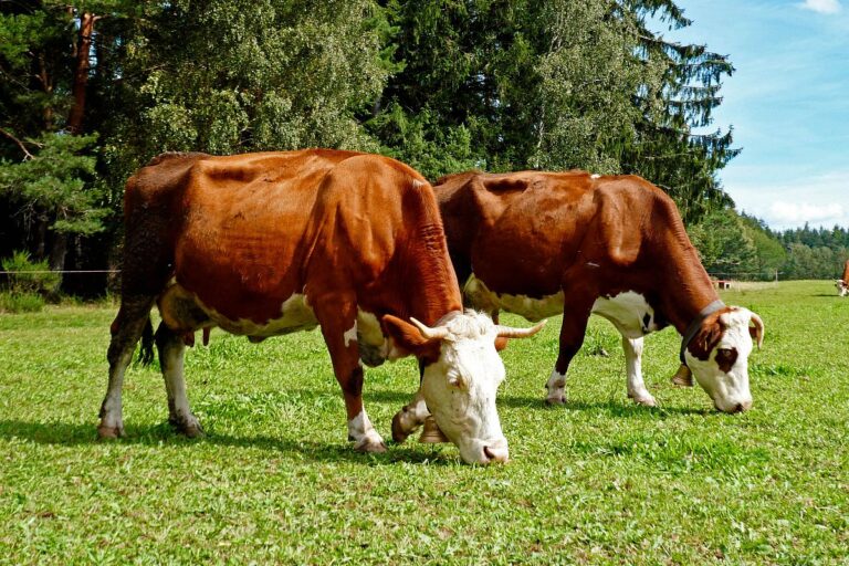 Dorfblickrunde Tennenbronn UntermWald Gersbach AufdemBerg 18