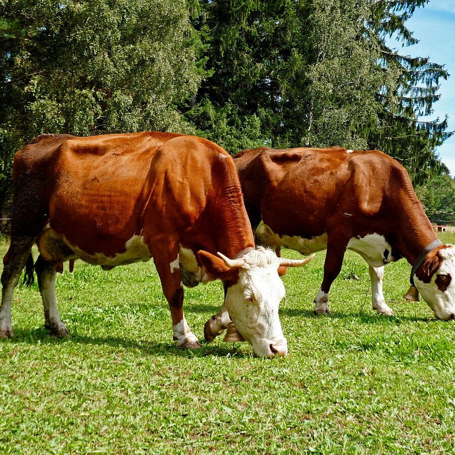 Dorfblickrunde Tennenbronn UntermWald Gersbach AufdemBerg 18