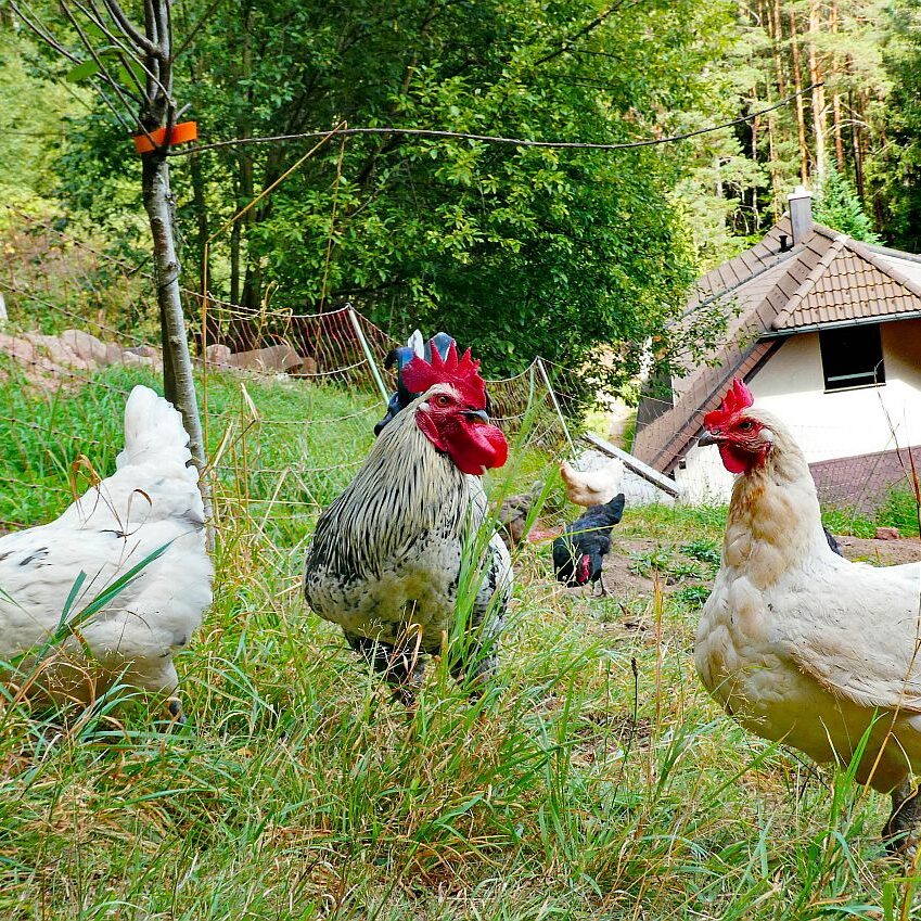 Dorfblickrunde Tennenbronn UntermWald Gersbach AufdemBerg 21