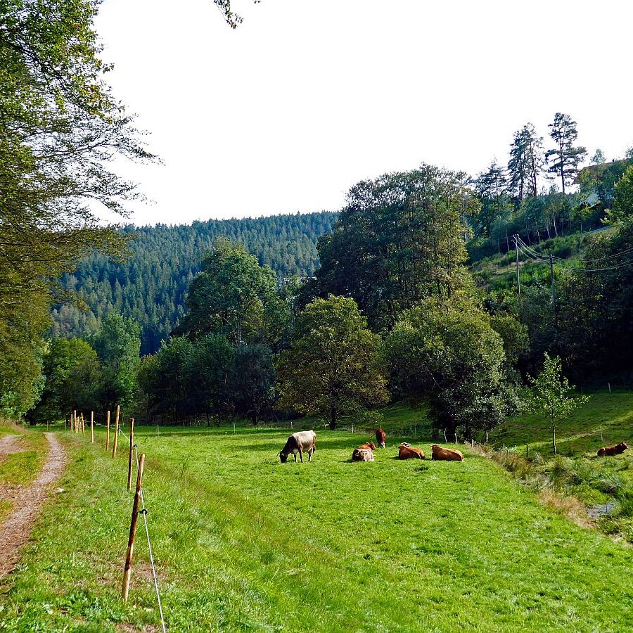 Dorfblickrunde Tennenbronn UntermWald Gersbach AufdemBerg 26