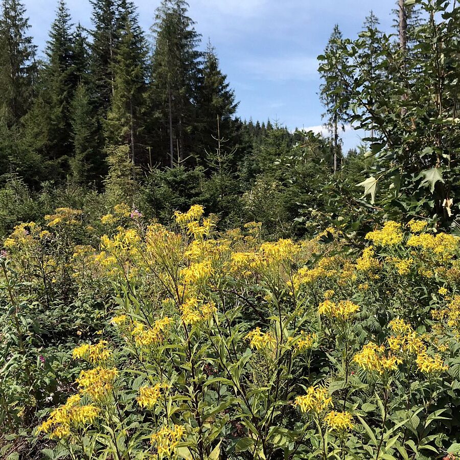 Gersbach Oehle Windkapf Tennenbronn 2
