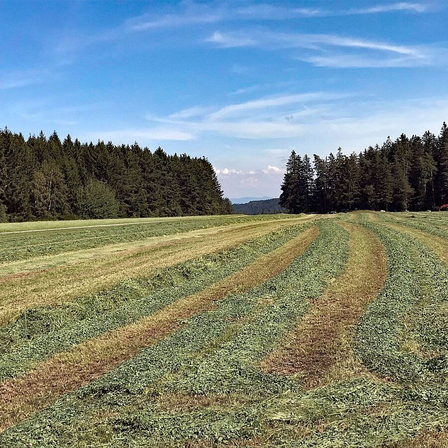 Gersbach Oehle Windkapf Tennenbronn 9