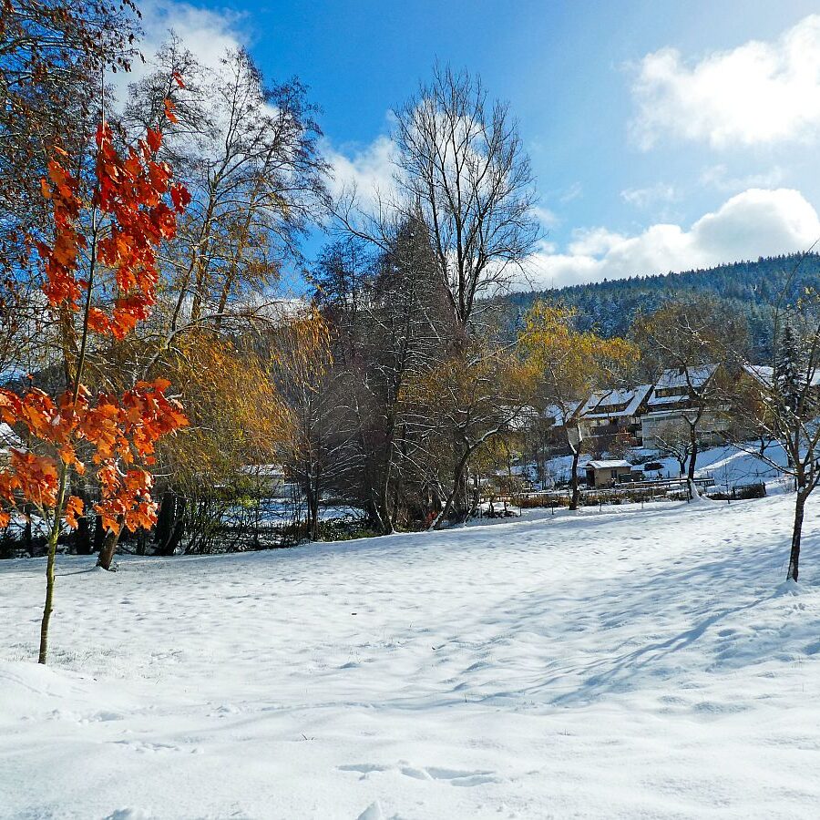 Früher Schnee mit rotem buchenlaub 01