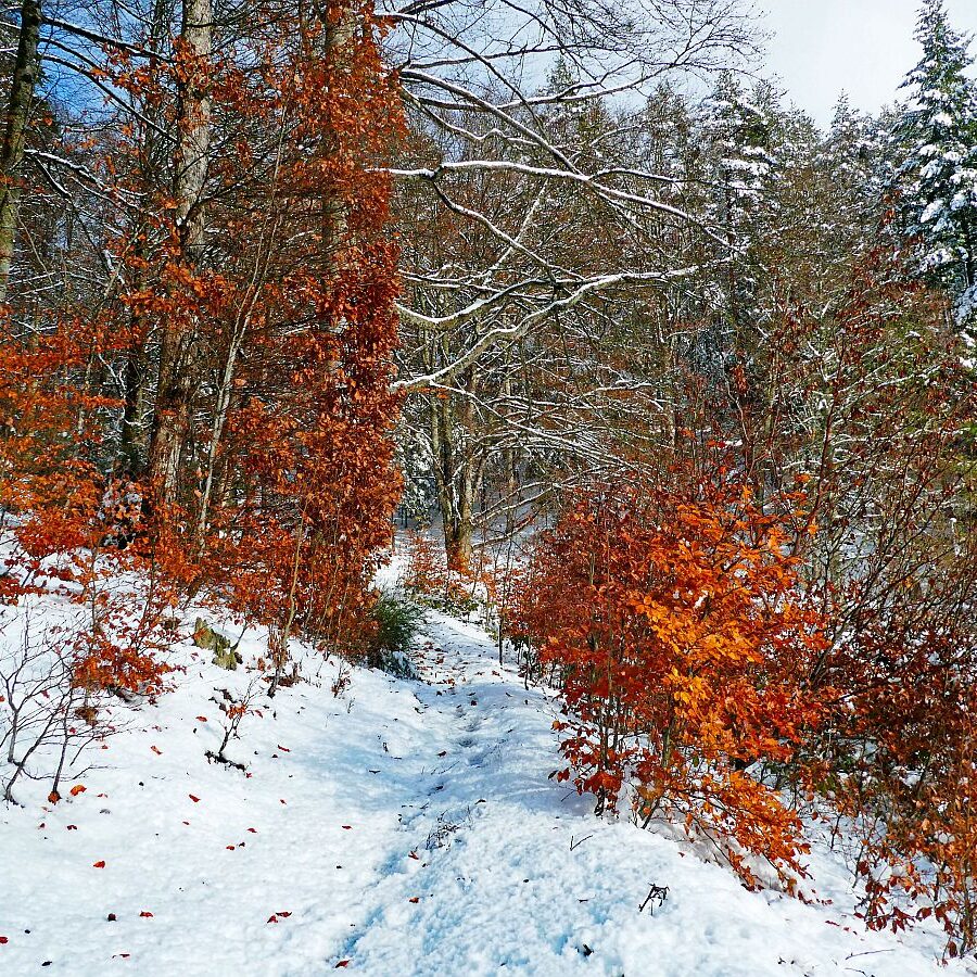Früher Schnee mit rotem buchenlaub 02