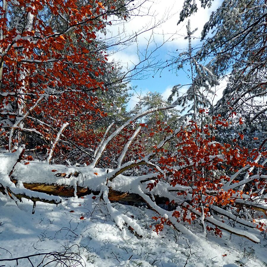 Früher Schnee mit rotem buchenlaub 04