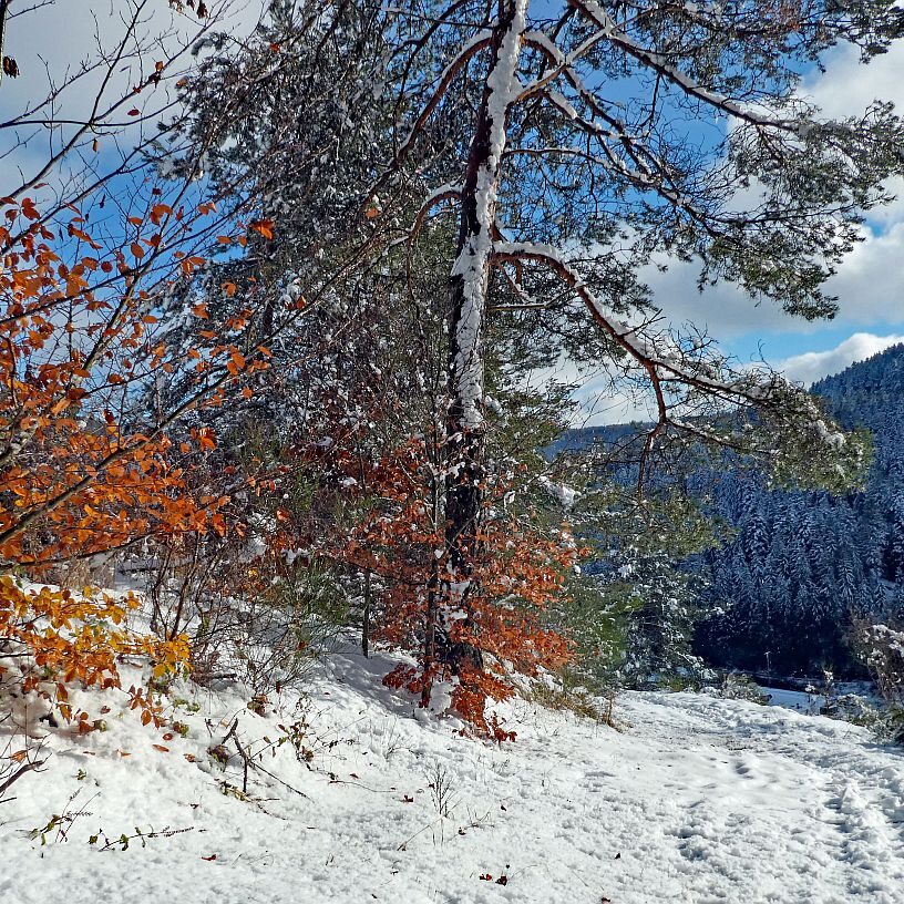 Früher Schnee mit rotem buchenlaub 05