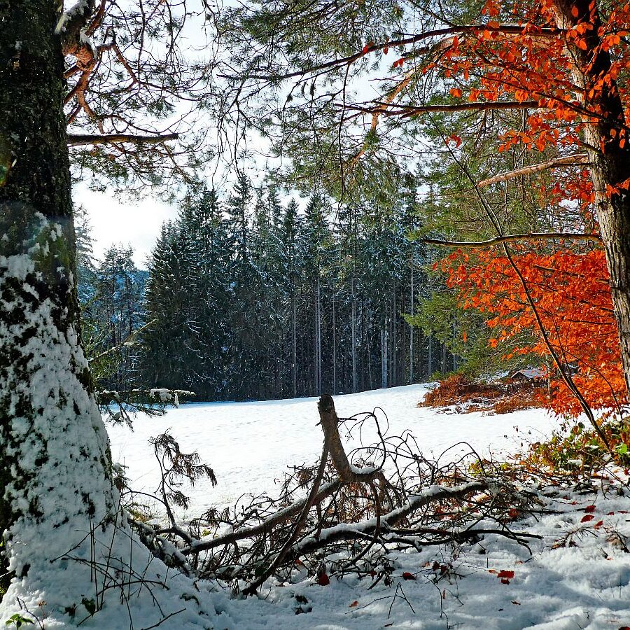 Früher Schnee mit rotem buchenlaub 06