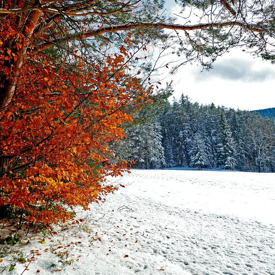 Früher Schnee mit rotem buchenlaub 07