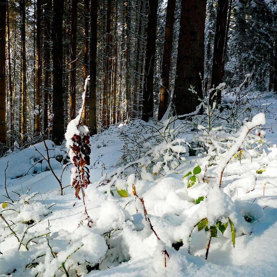 Früher Schnee mit rotem buchenlaub 08