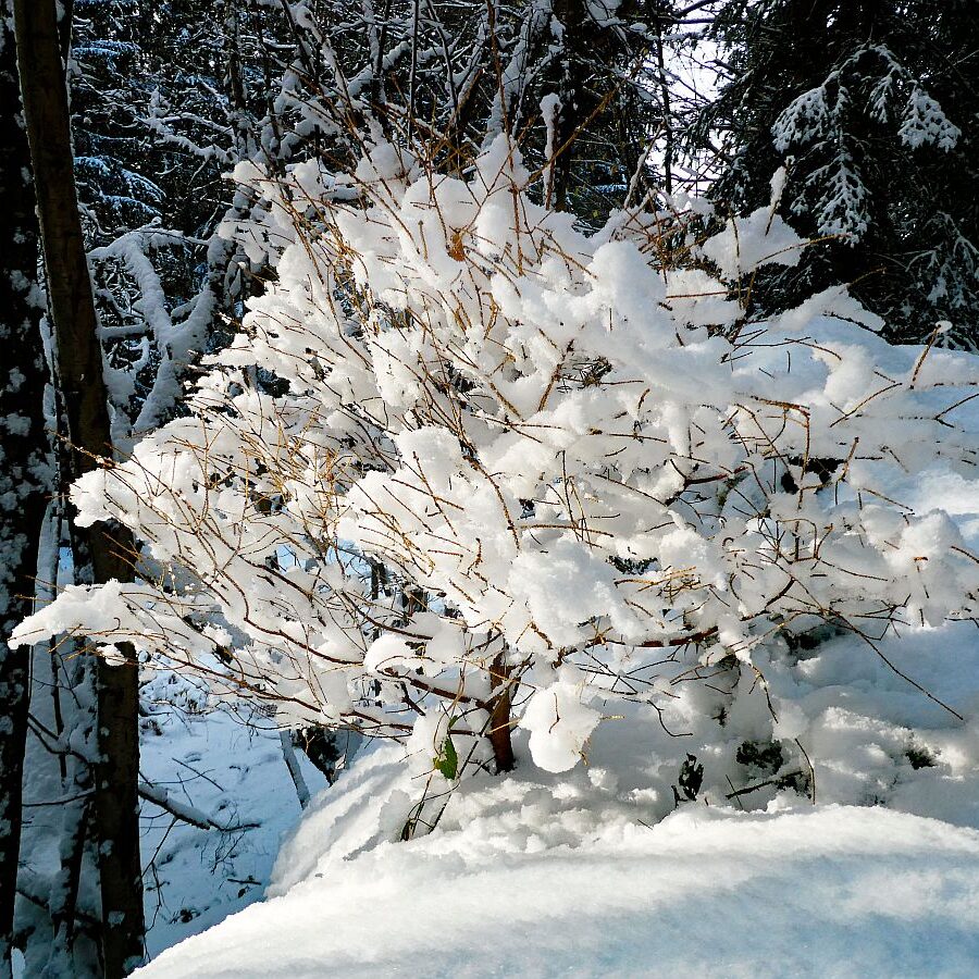 Früher Schnee mit rotem buchenlaub 09