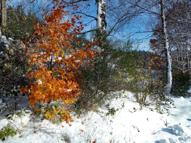 Früher Schnee mit rotem buchenlaub 10
