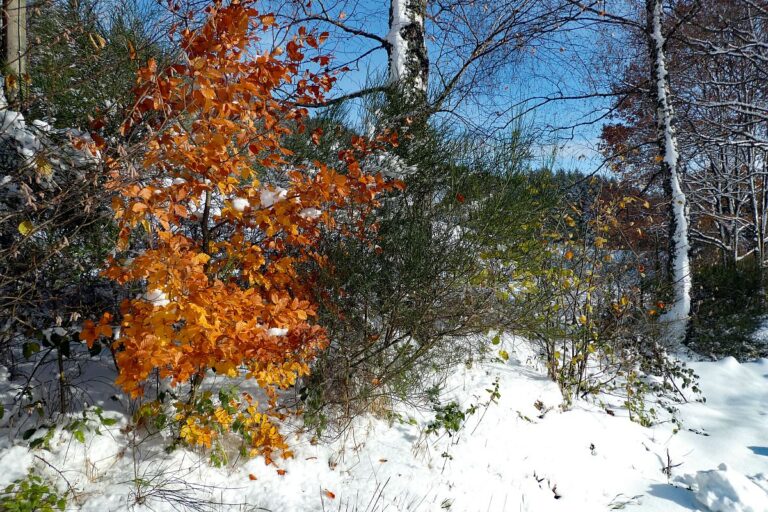 Früher Schnee mit rotem buchenlaub 10