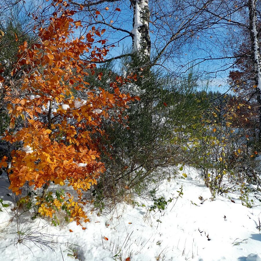 Früher Schnee mit rotem buchenlaub 10