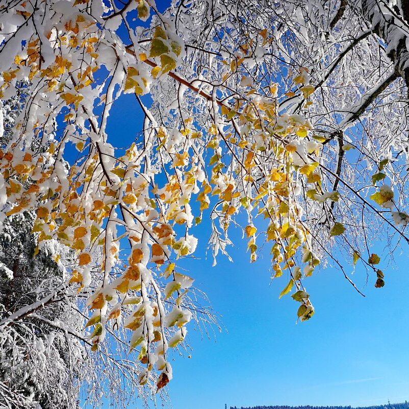 Schnee in Tennenbronn Mittelberg Hub Unterschiltach Mulpenbühl Altenburg 12