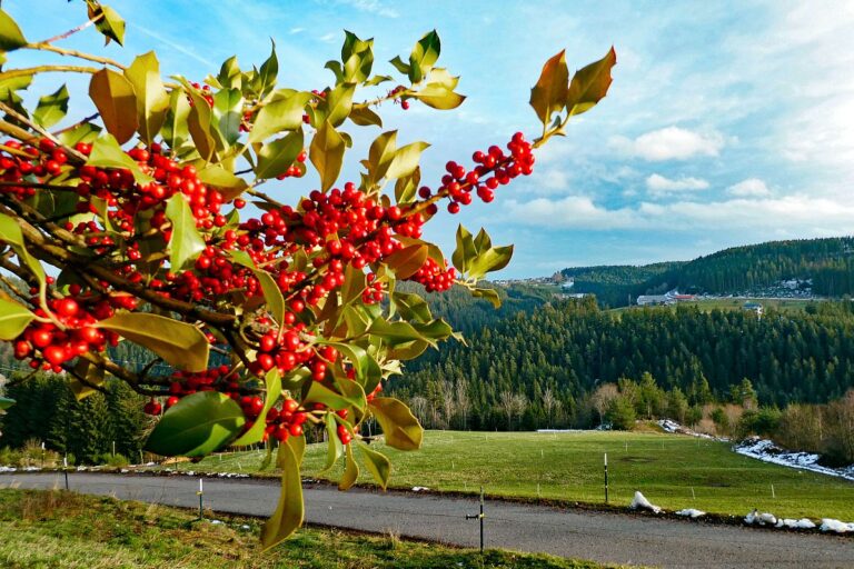 Stechpalmen beim Käppelehof 01