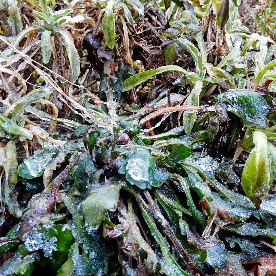 Eisregen in Tennenbronn 03