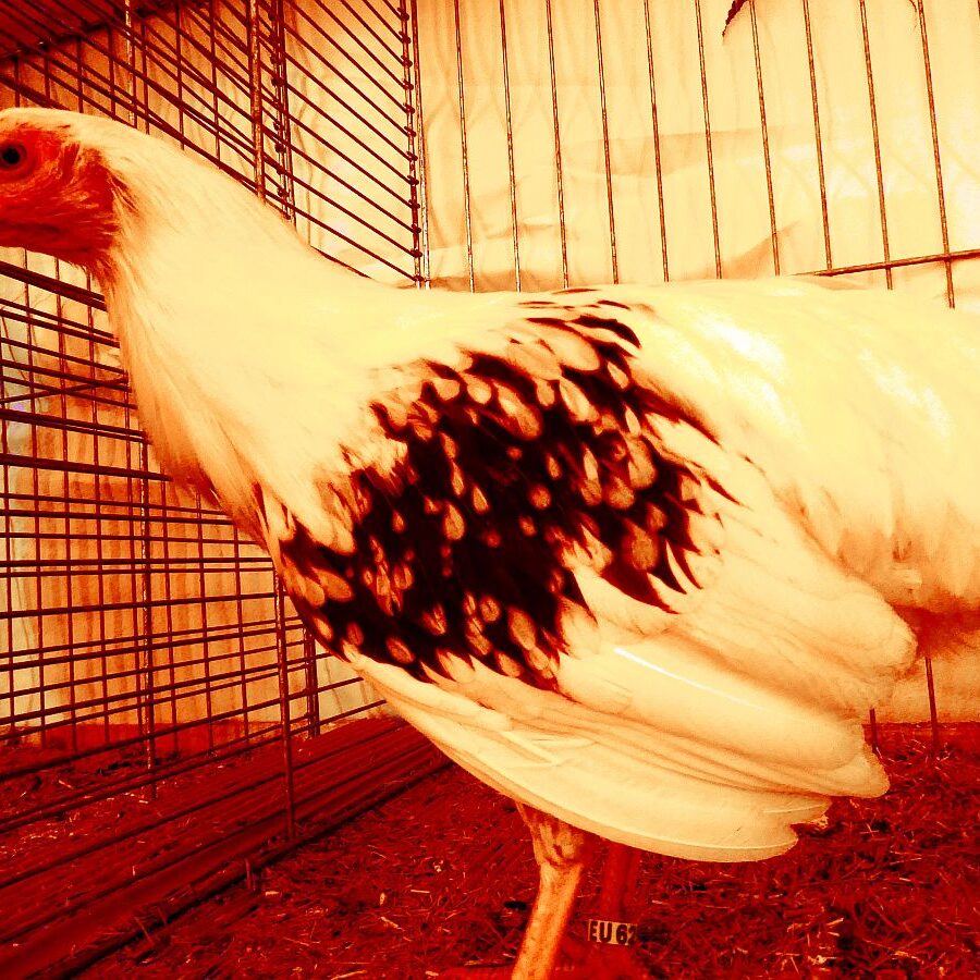 Kreisgeflügelschau Tennenbronn 01